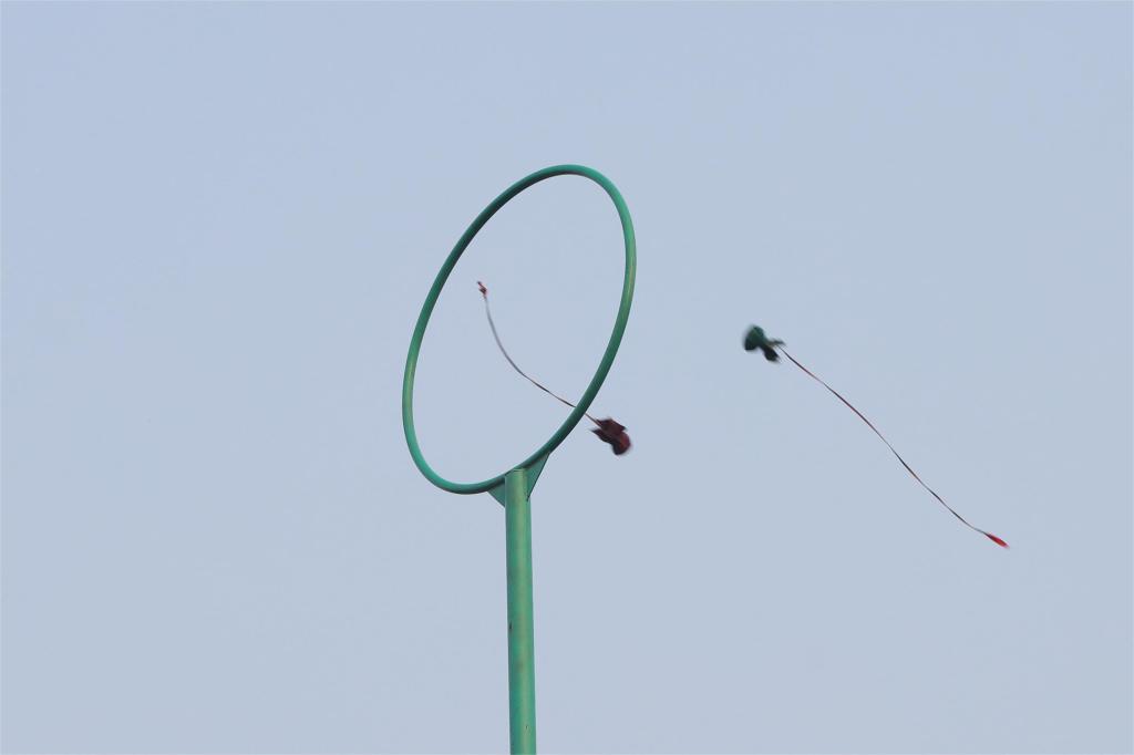 高杆绣球，黄文丽